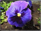 foto Fiori